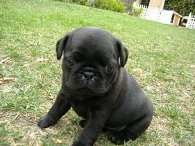 Masse's Pudgy Pugs